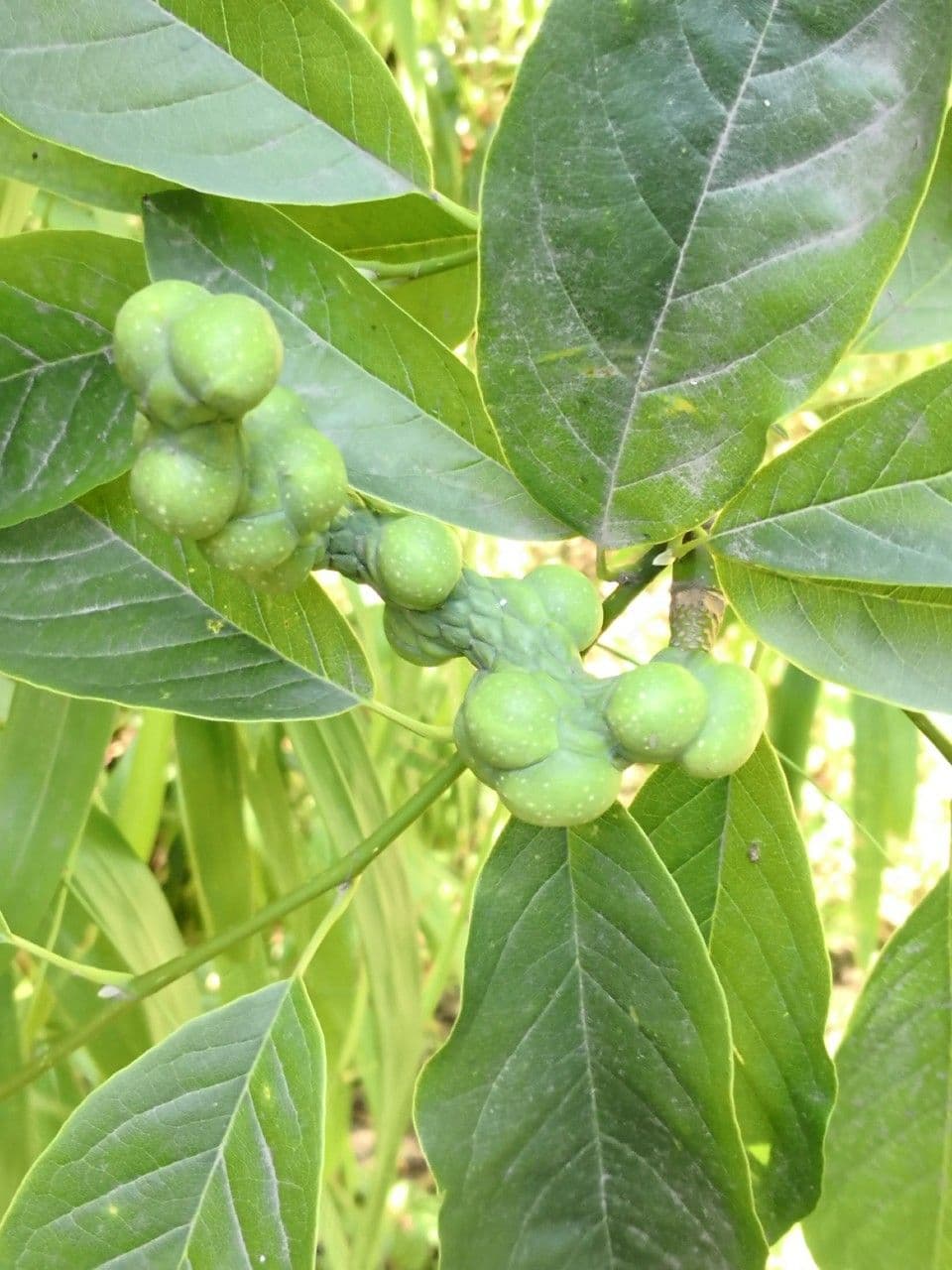 Magnolia amena 3
