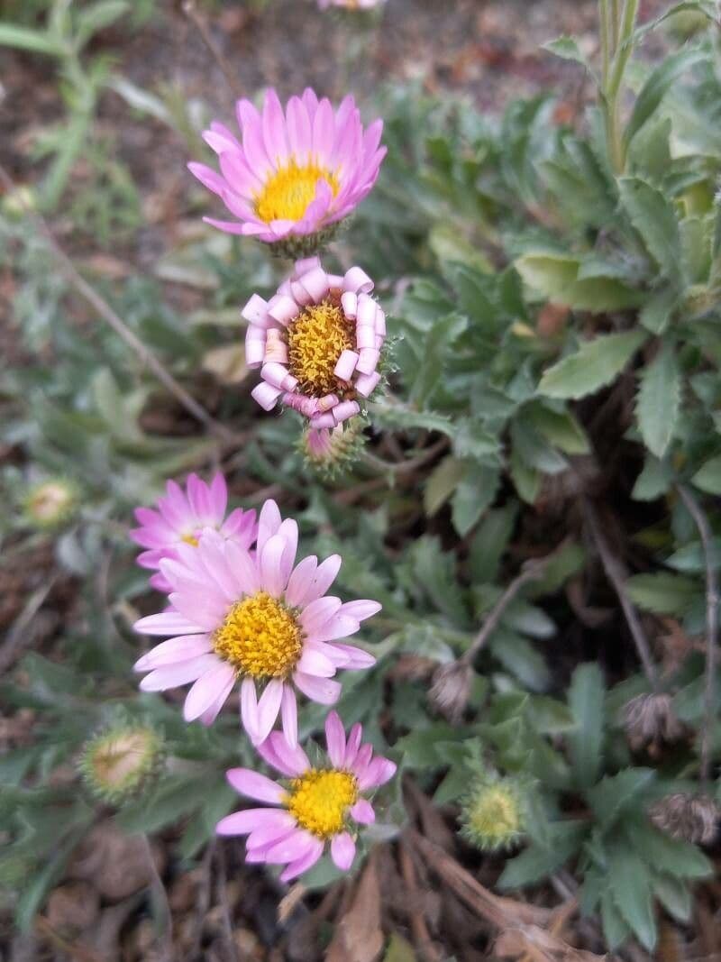 Xanthisma 2