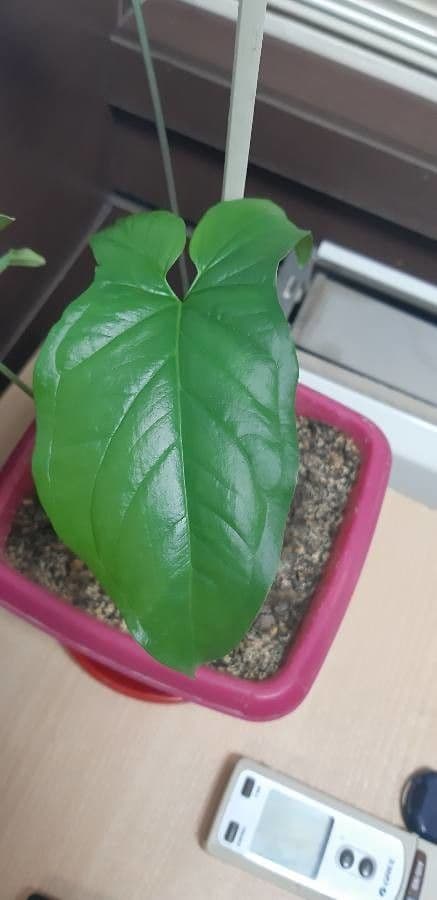 Syngonium 4