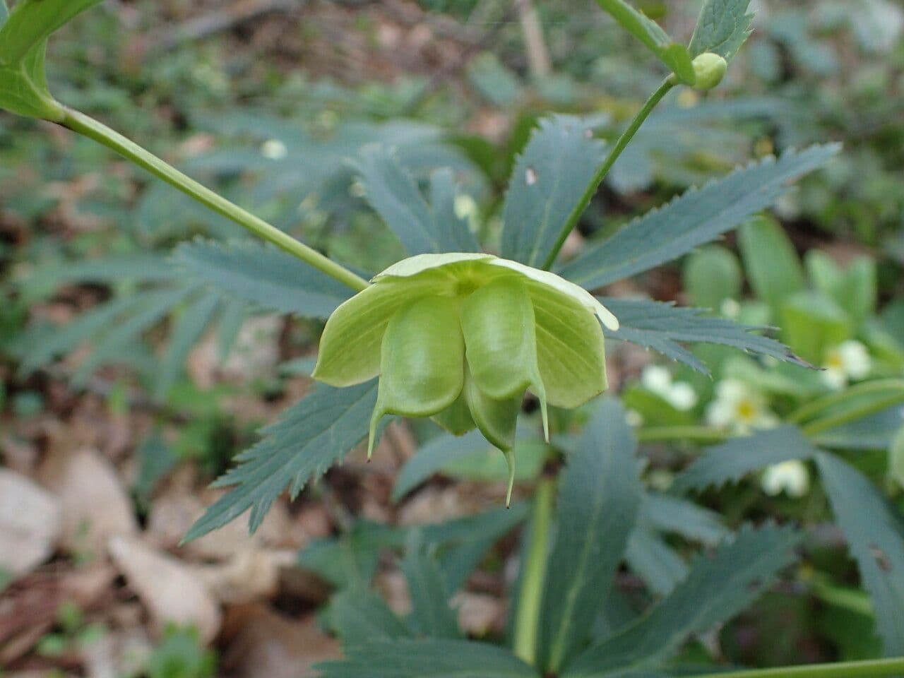 Elleboro verde 26