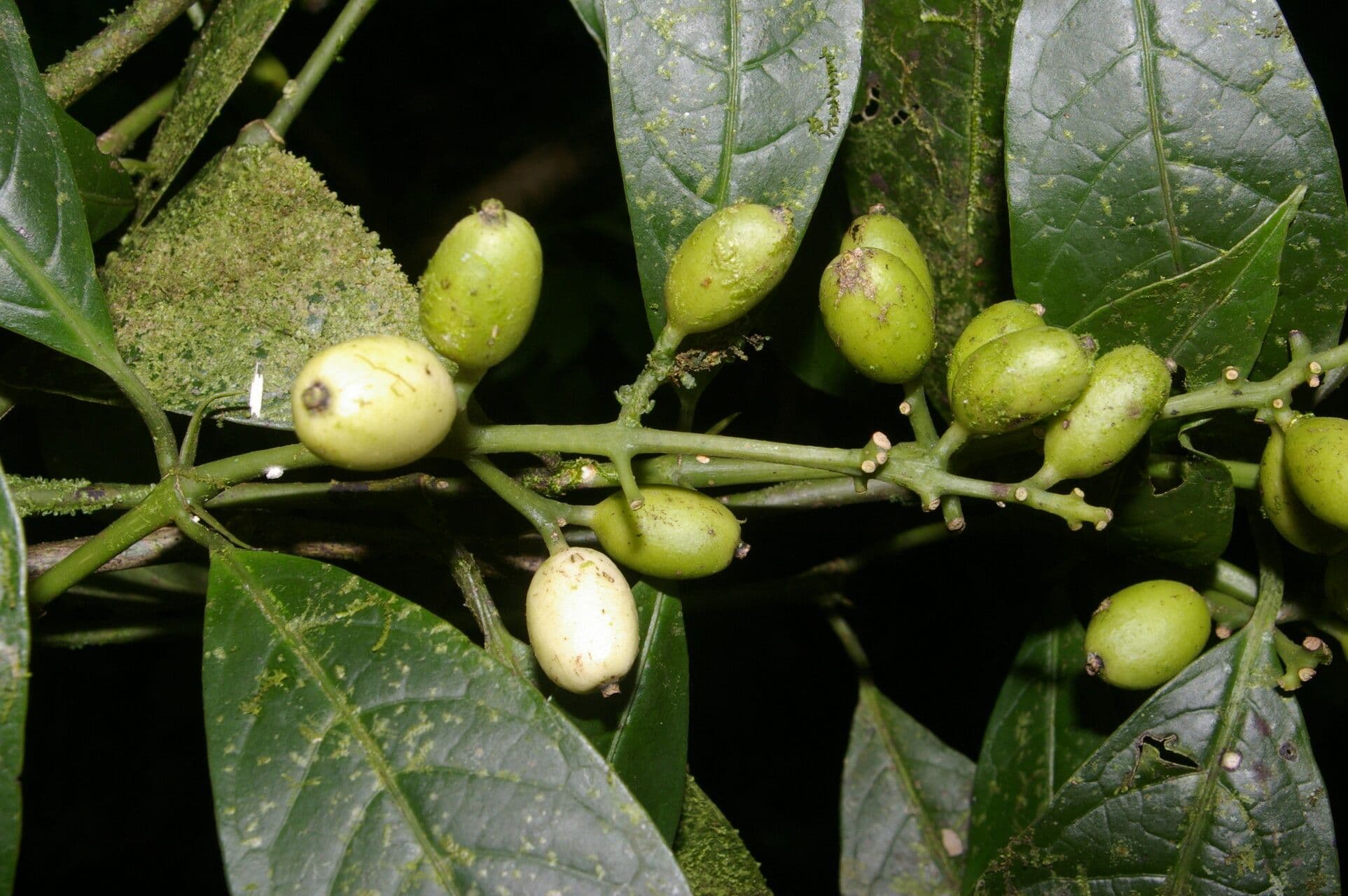 Coussarea 3