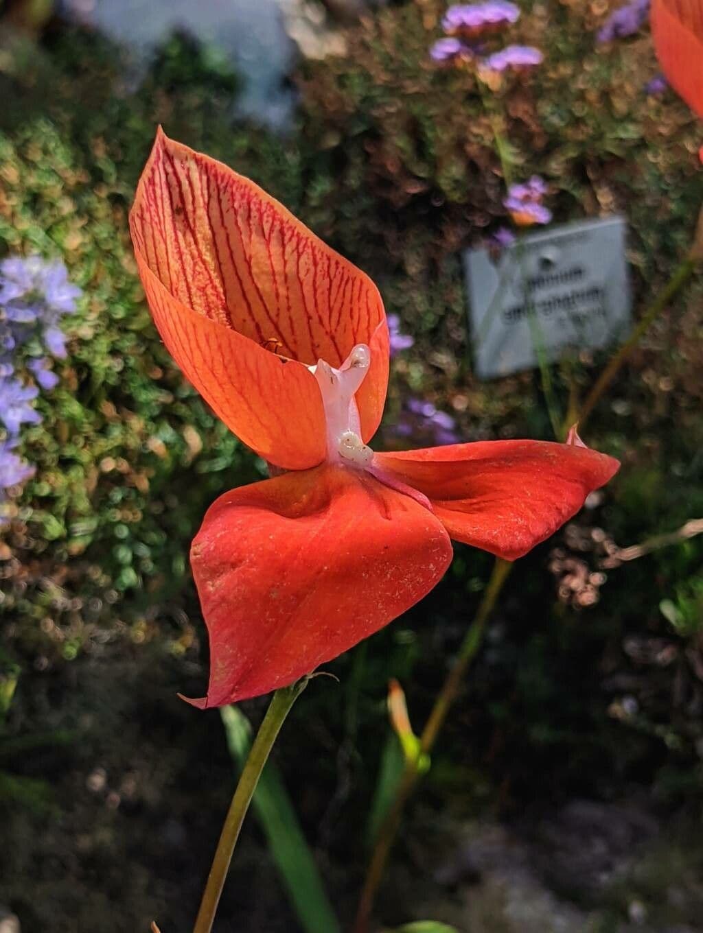 Disa uniflora 4