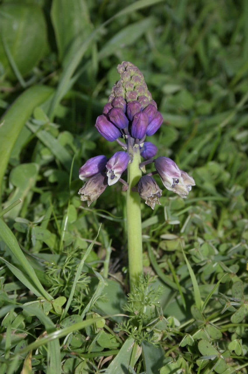 Bellevalia