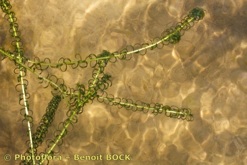 Elodea del Capo 18