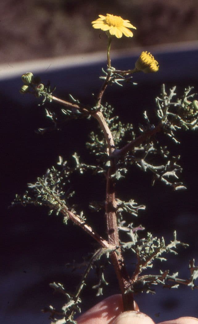 Senecio 11