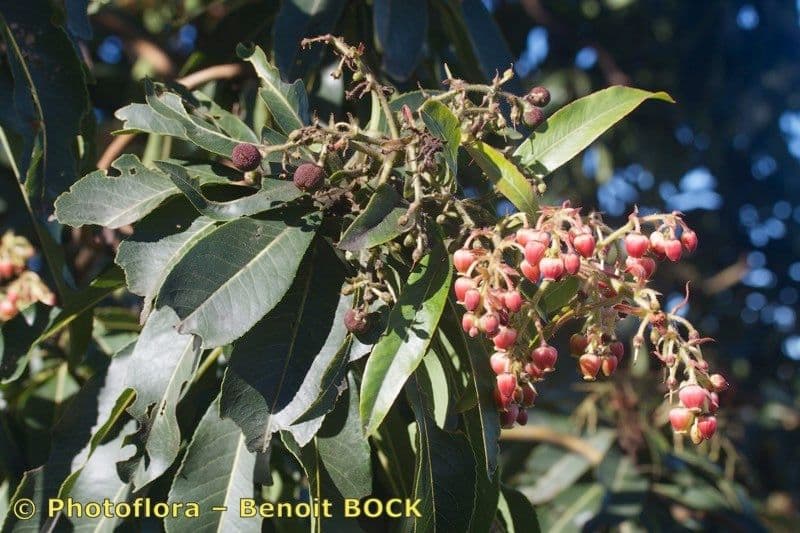 Albero di fragole 29