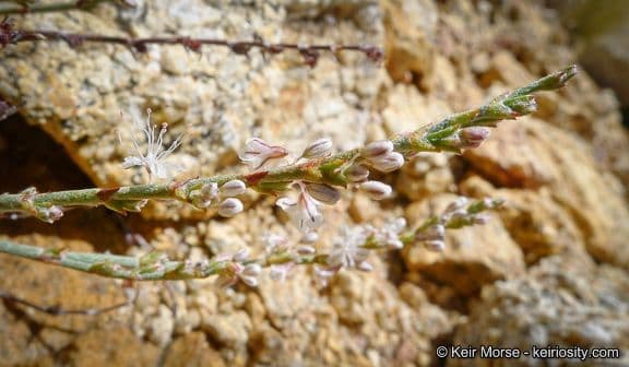 Eriogonum Wrightii