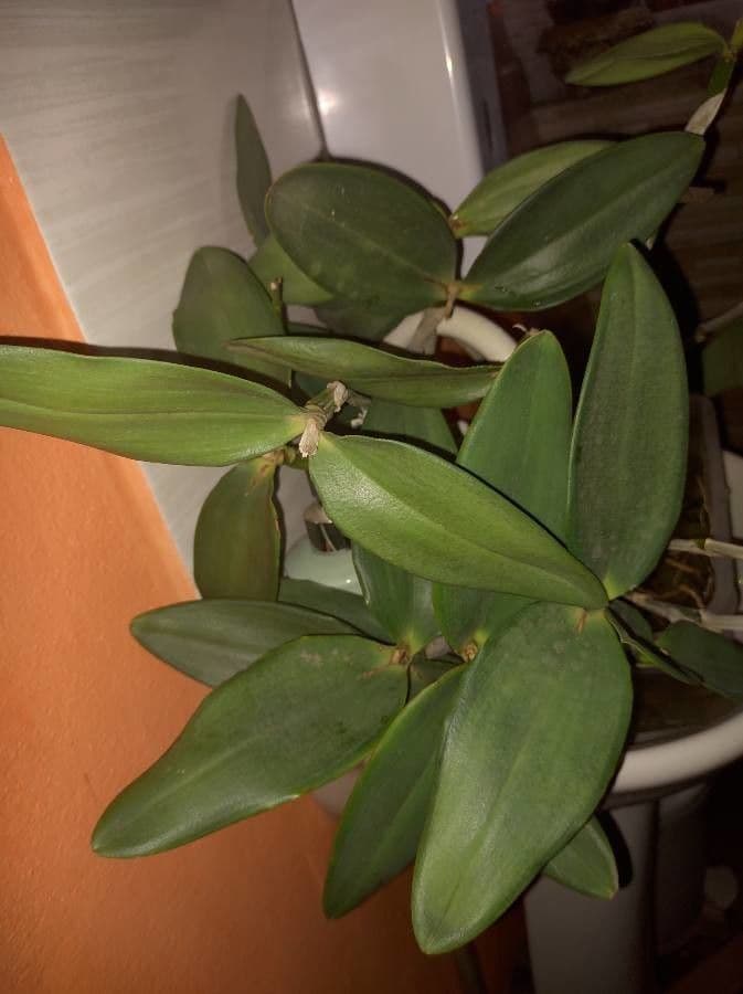 Cattleya intermedia 9