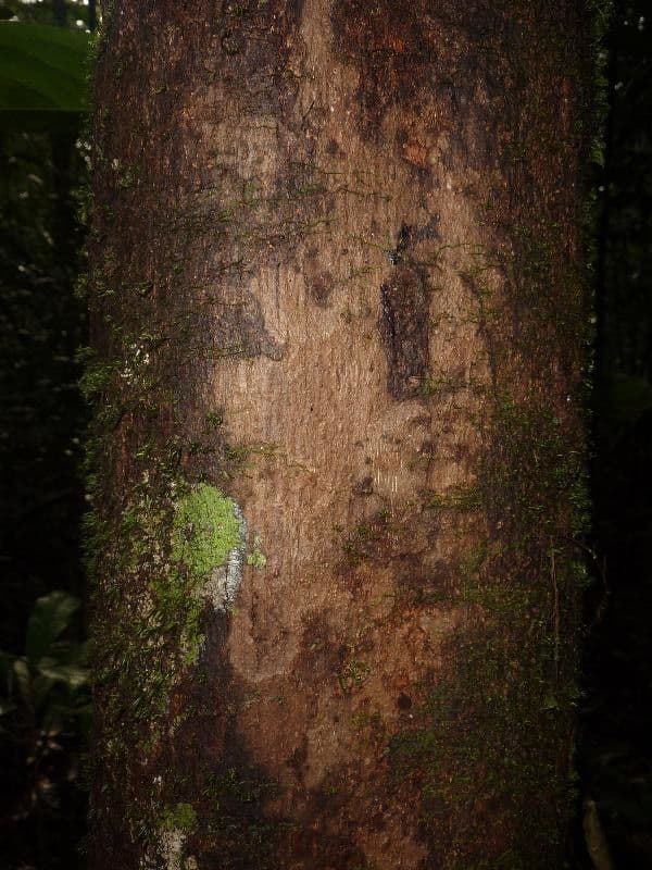 Margaritaria nobilis 13