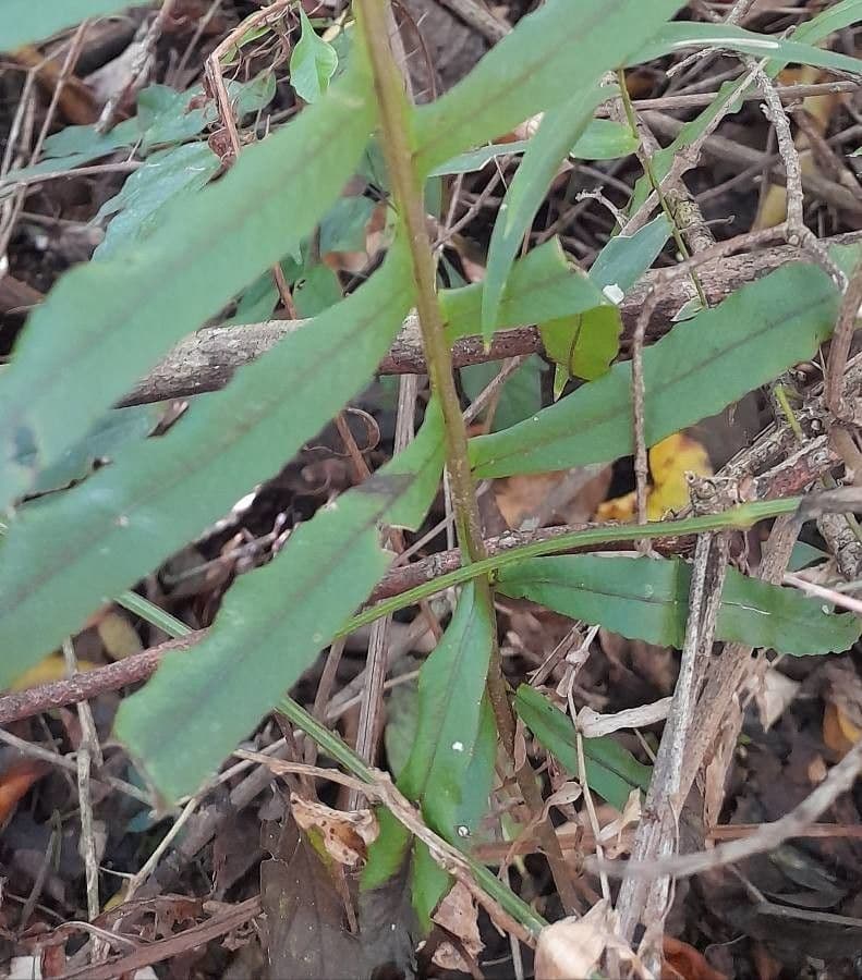 Serpocaulon 2