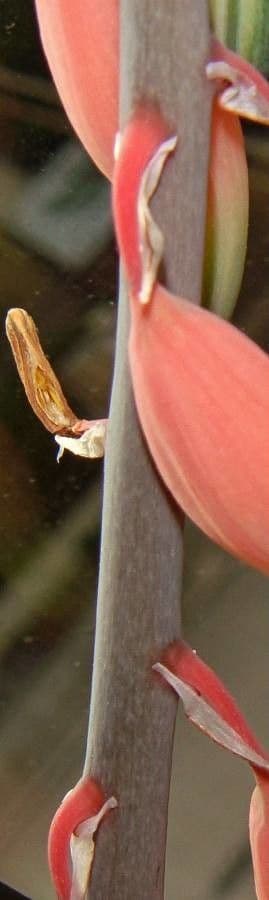 Gasteria 14