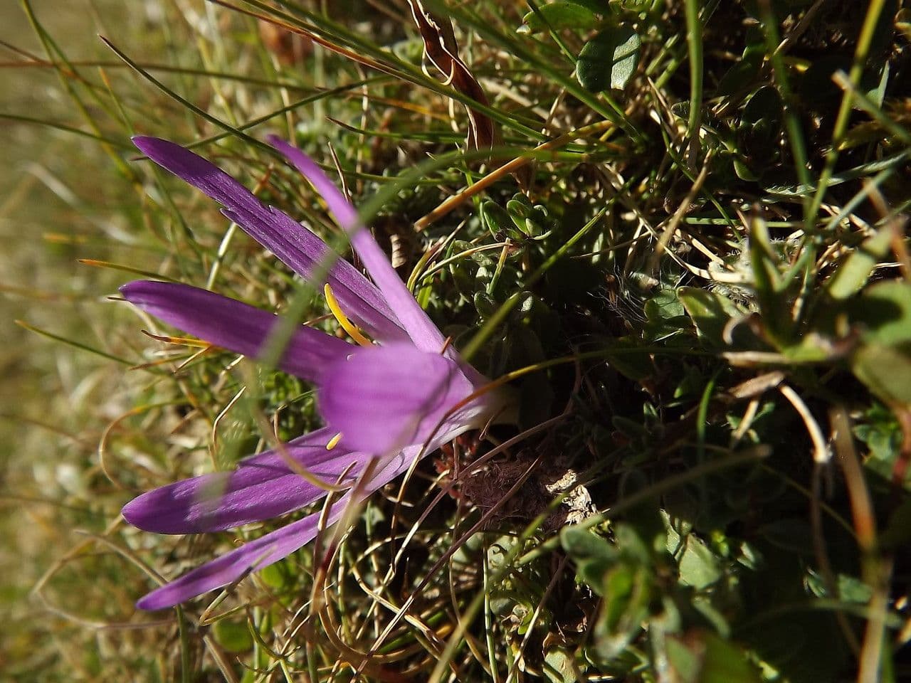 Berglauch 6