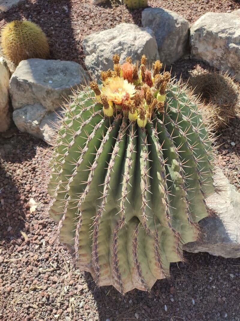 Ferocactus di Potts 9