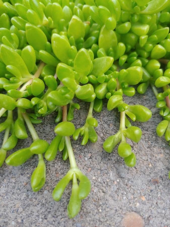 Portulak-Eiskraut 18