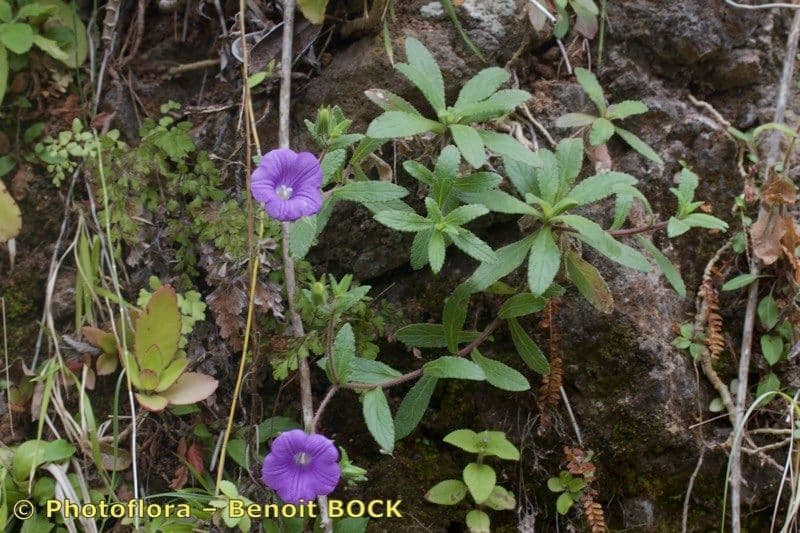 Jacobaea-Glockenblume 2