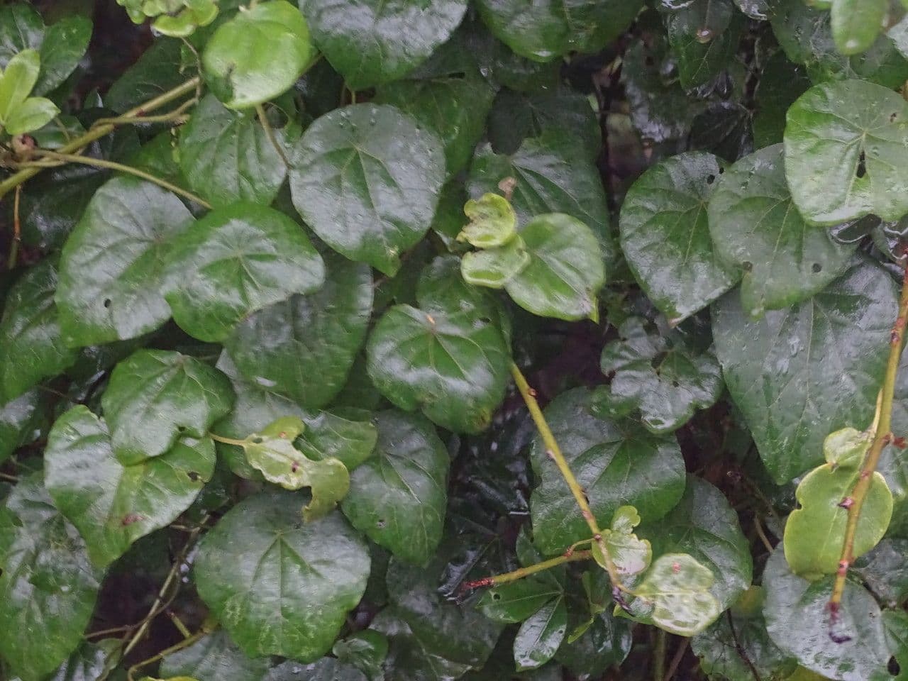 Dombeya