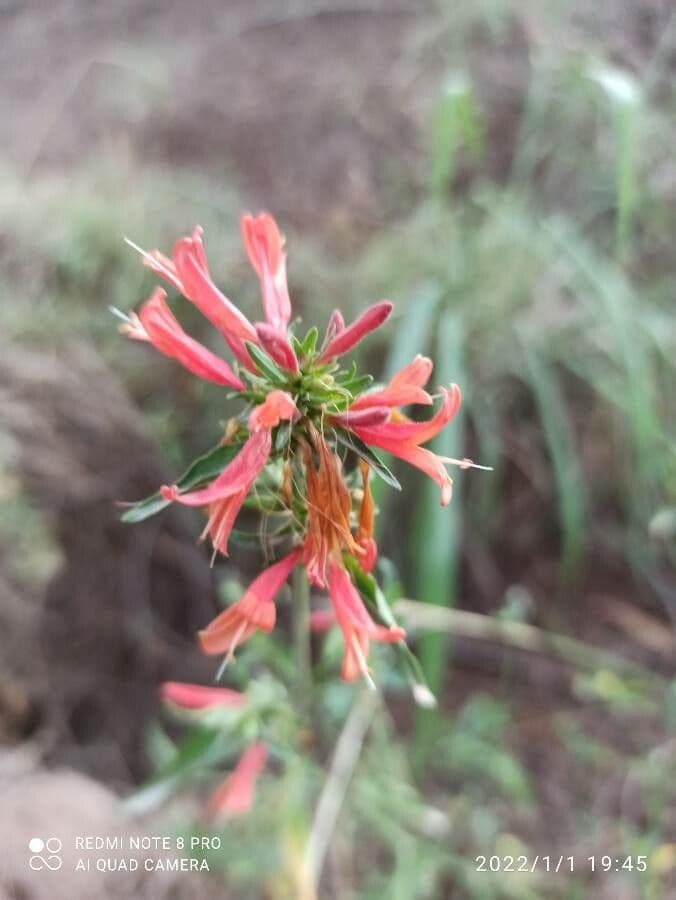 Dicliptera 5