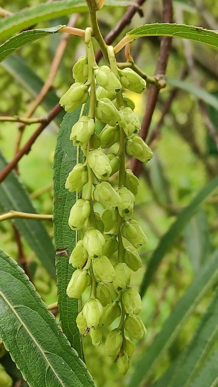 Stachyurus 2