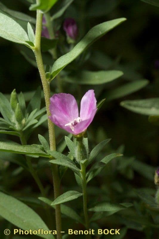 Clarkia amoena 25