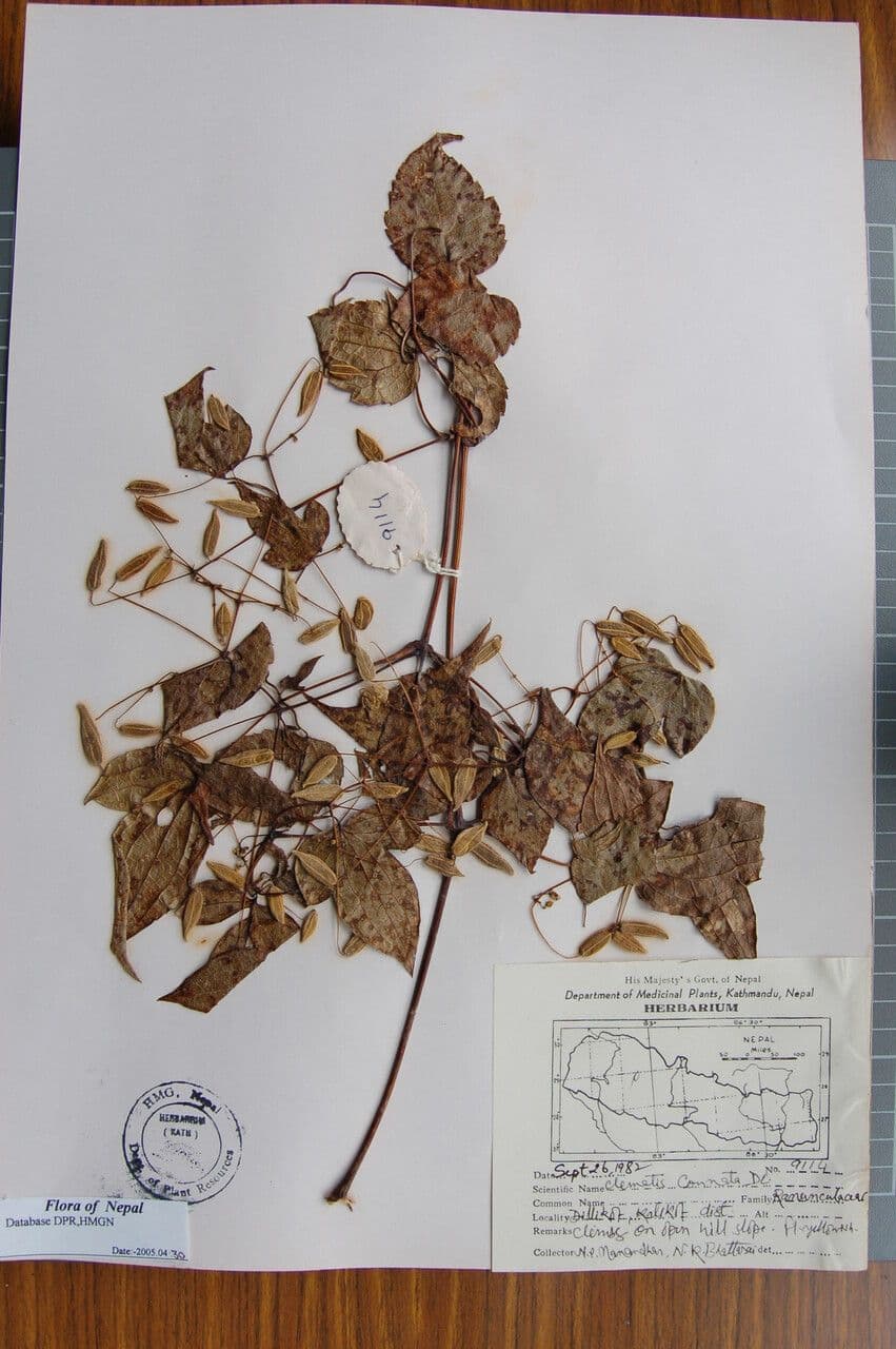 Clematis connata 14