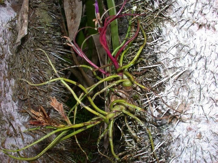 Tillandsia bulbosa 21