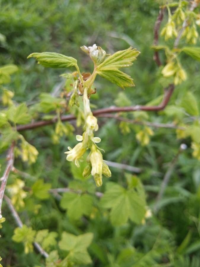 Ribes nero americano 7