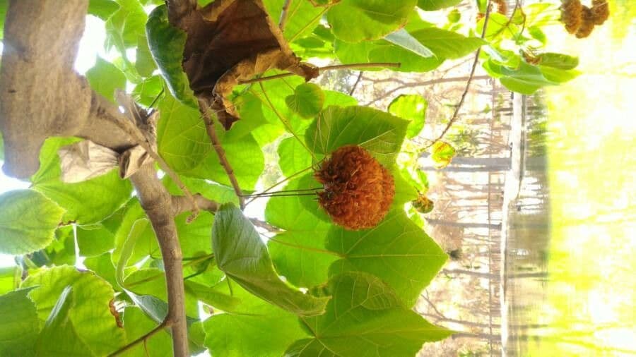 Dombeya 4