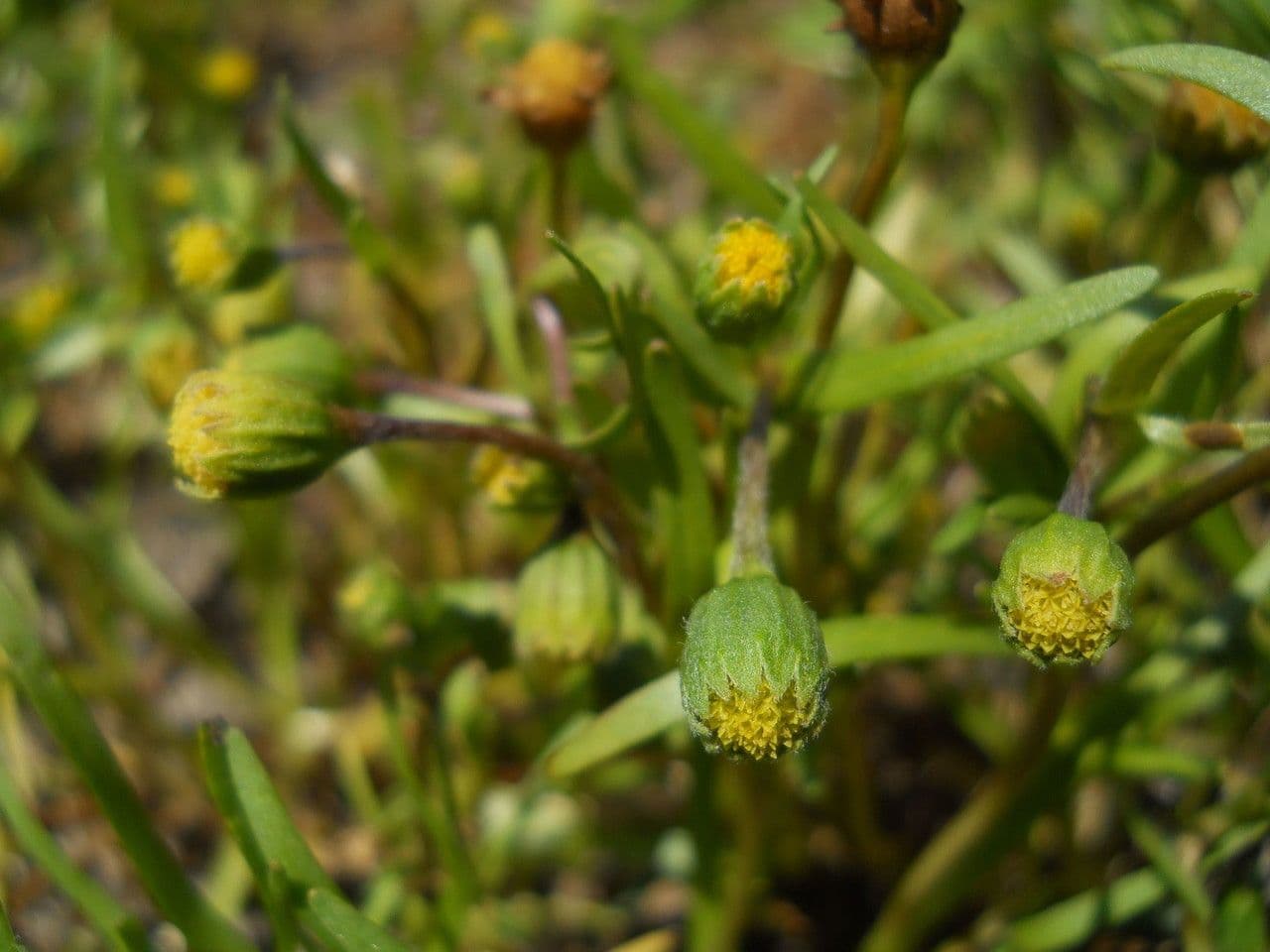 Lasthenia glabra 4