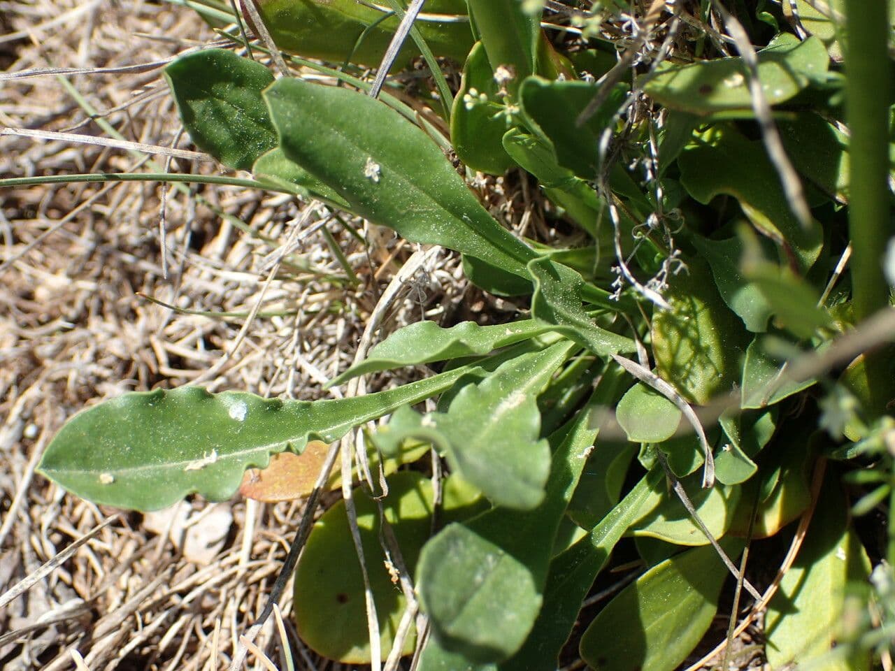 Saponaria bellidifolia 18