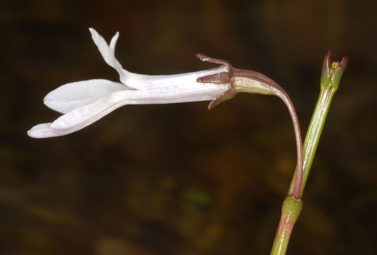 Lobelia acquatica 4