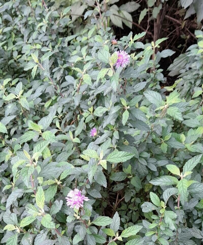 Centratherum punctatum 9