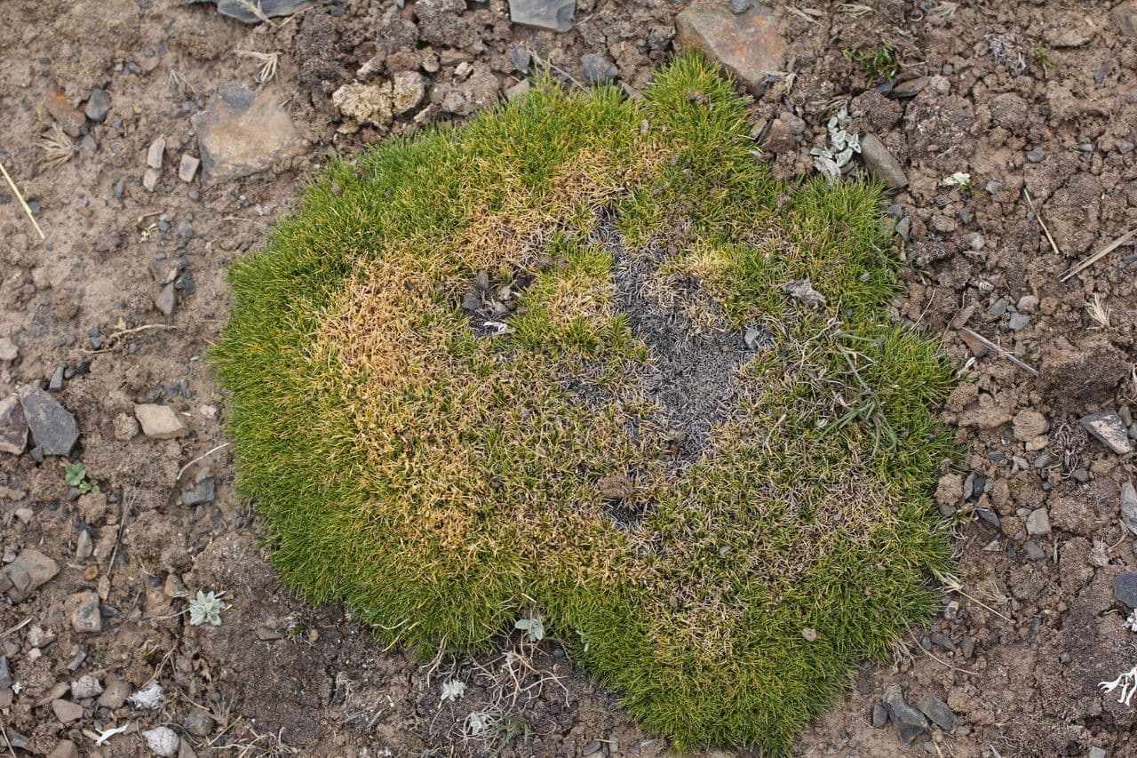 Aciachne 4