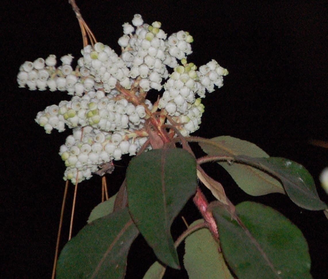 Arbutus xalapensis 9