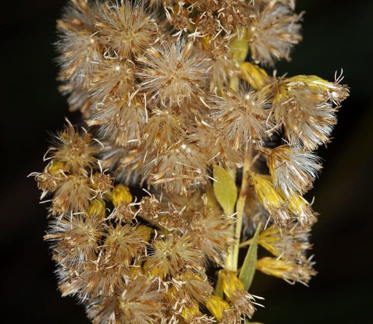 Solidago