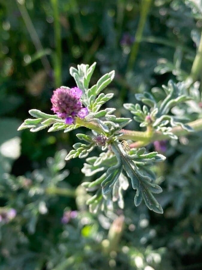 Verbena prostrata 11