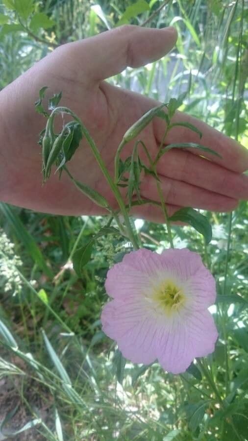 Enotera rosa