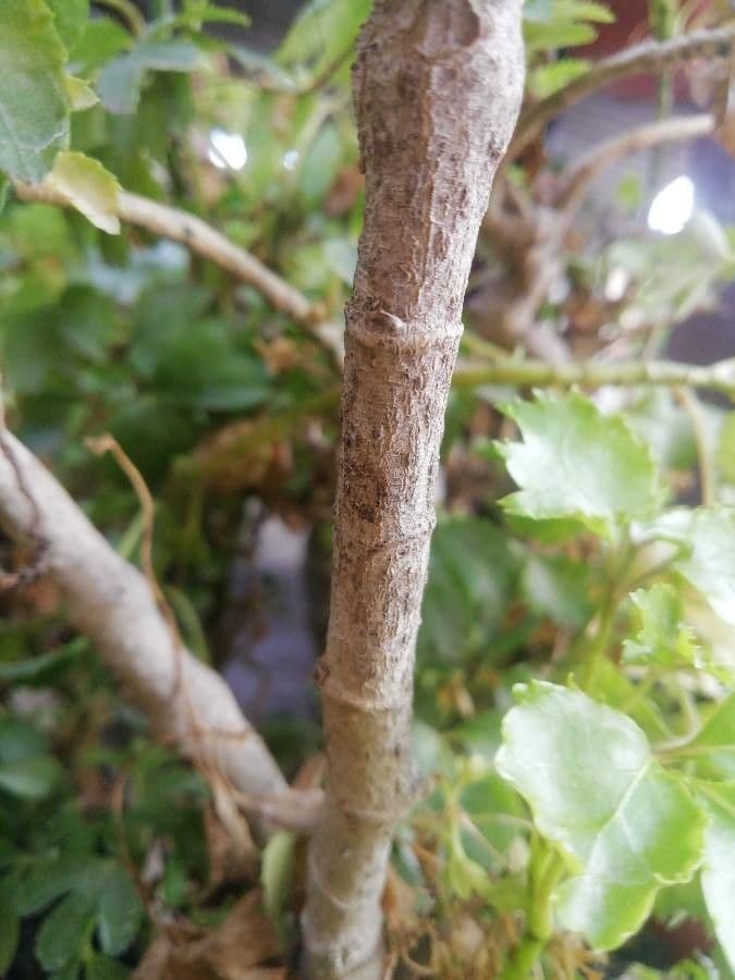 Polyscias guilfoylei 16
