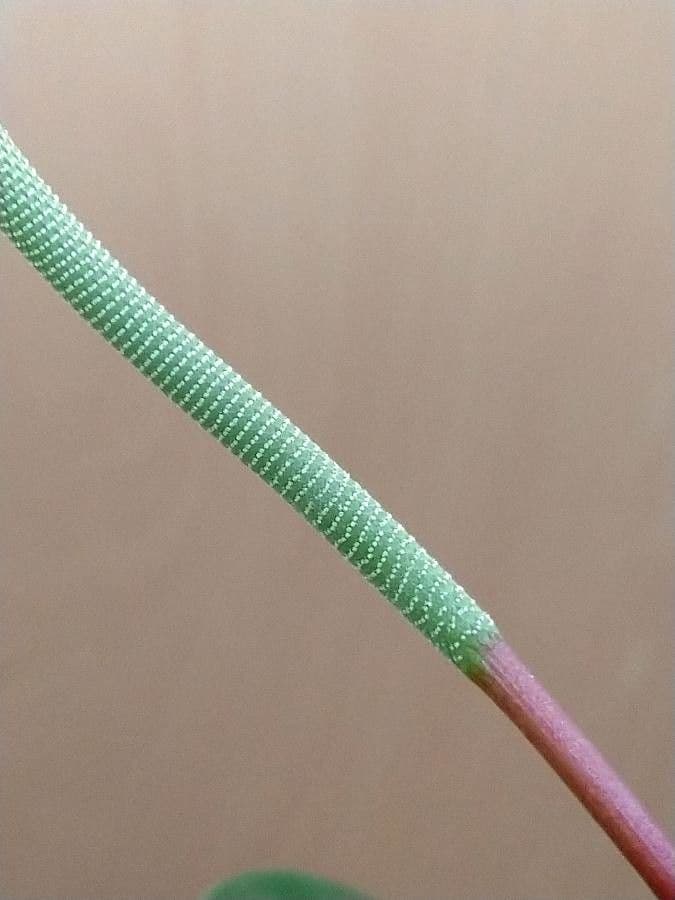 Peperomia 4
