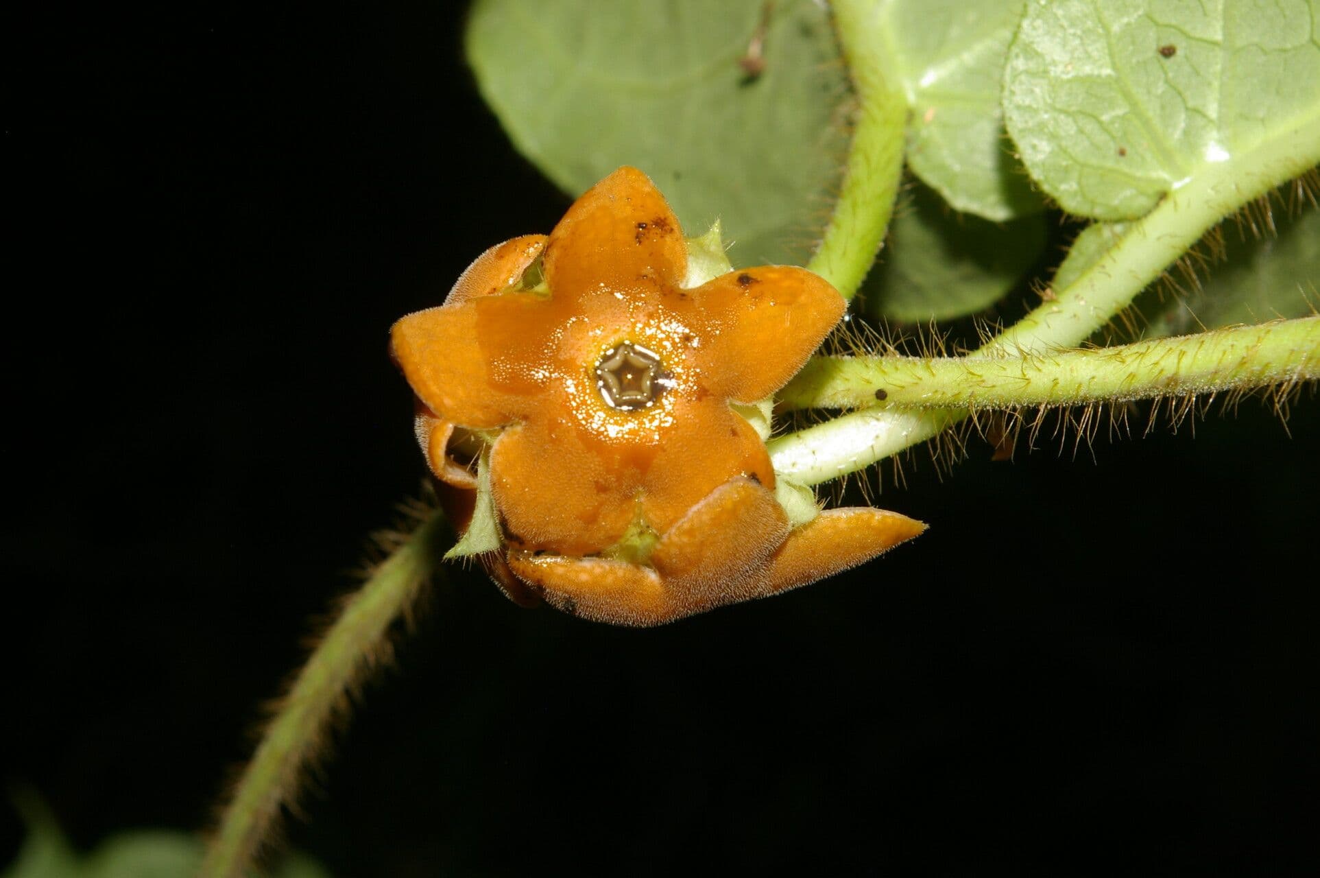 Macroscepis 2