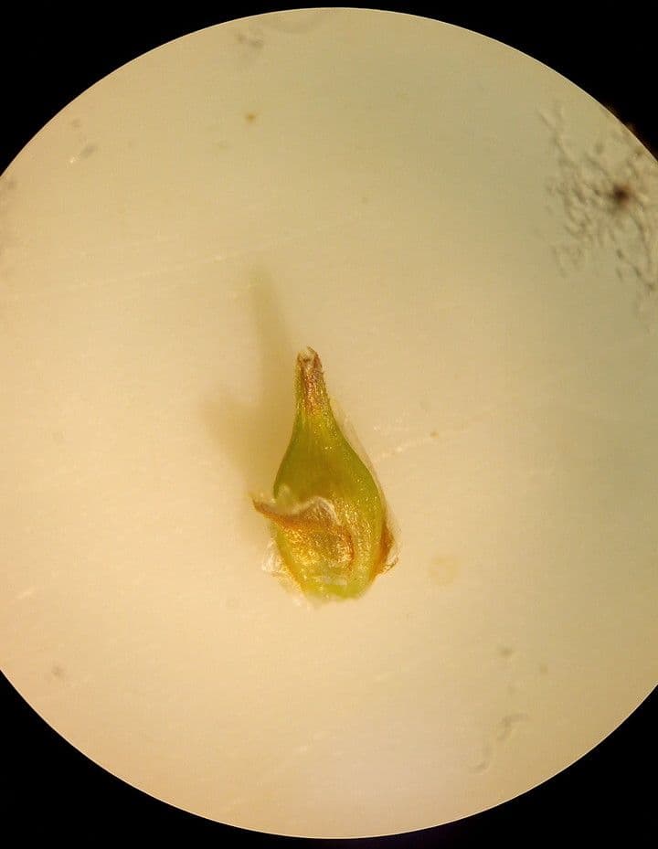 Carex liparocarpos 5