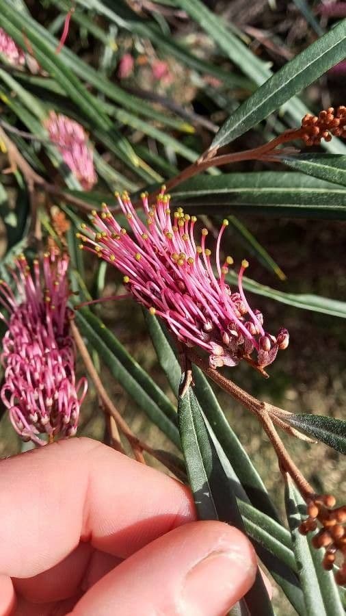 Langblättrige Grevillea