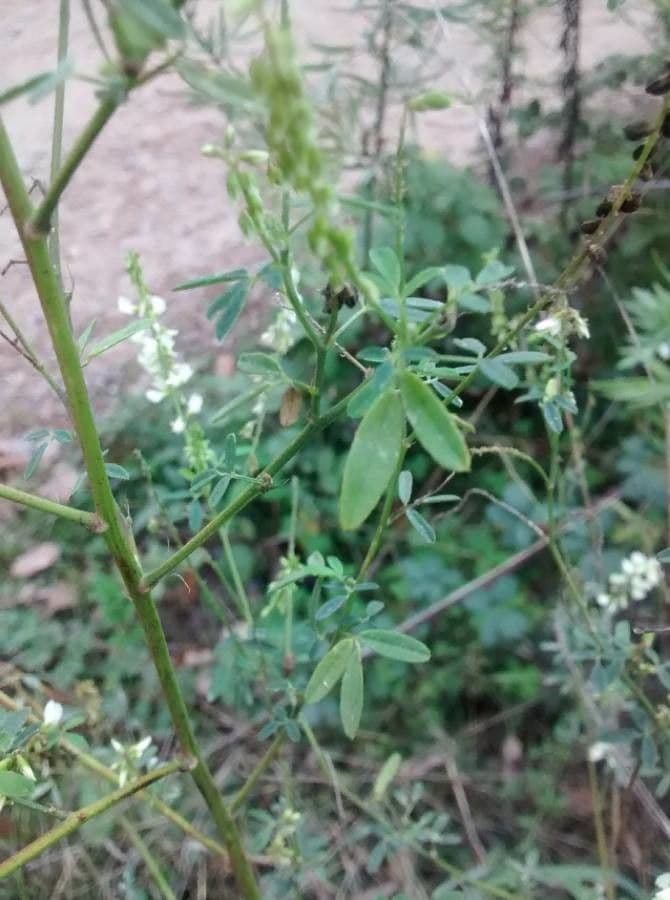 Weißer Steinklee 20