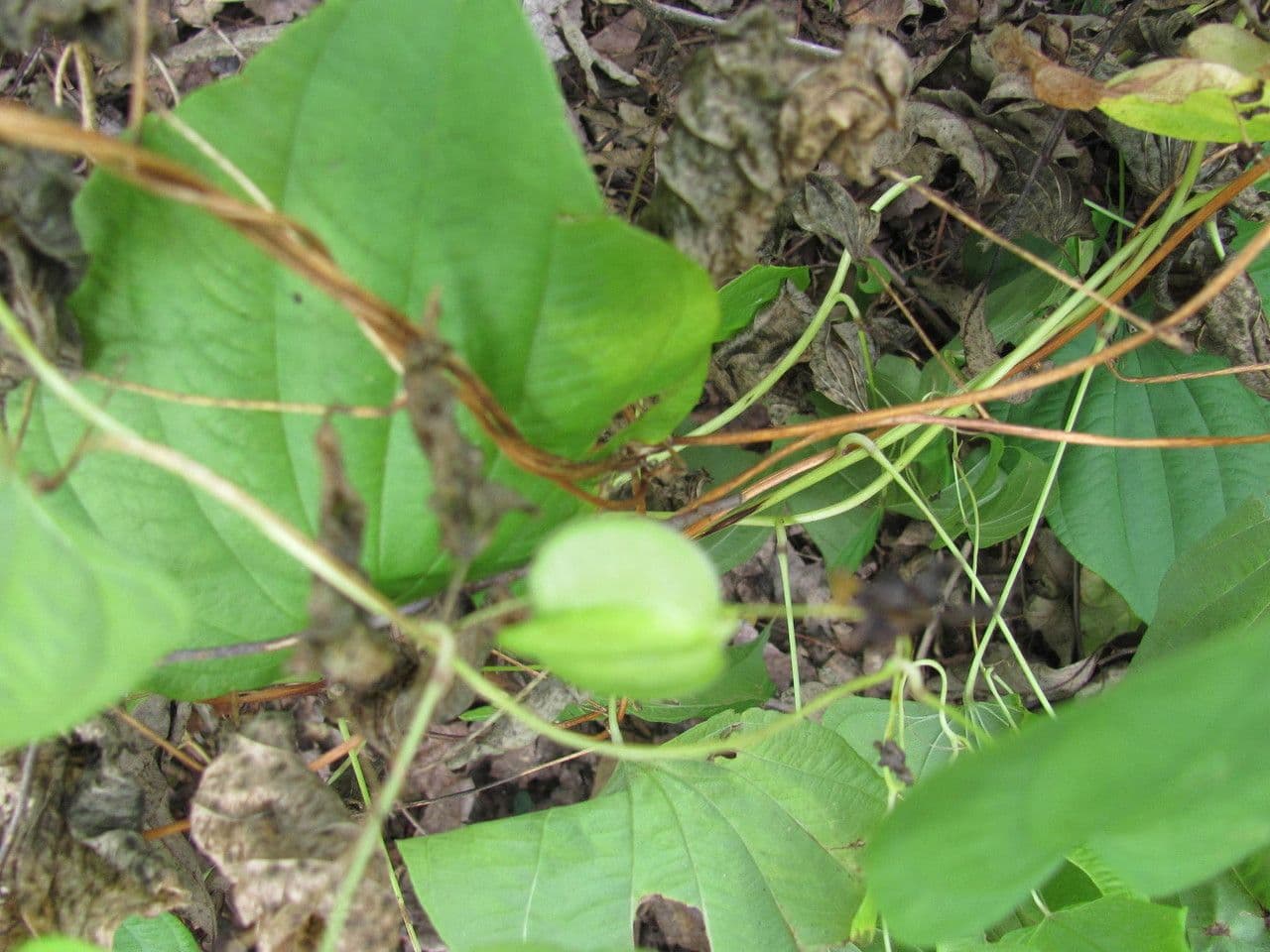 Dioscorea villosa 3