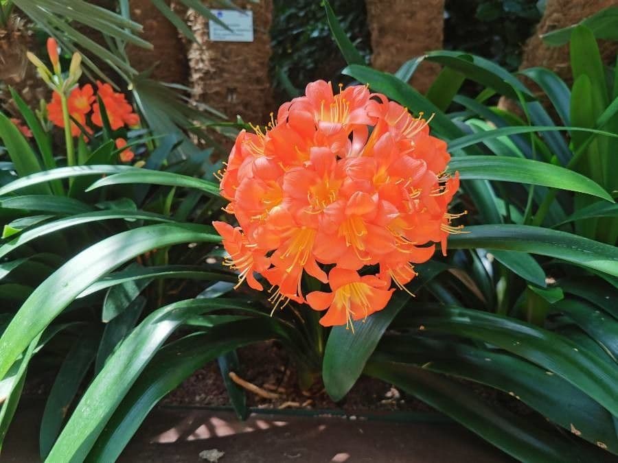Clivia 10