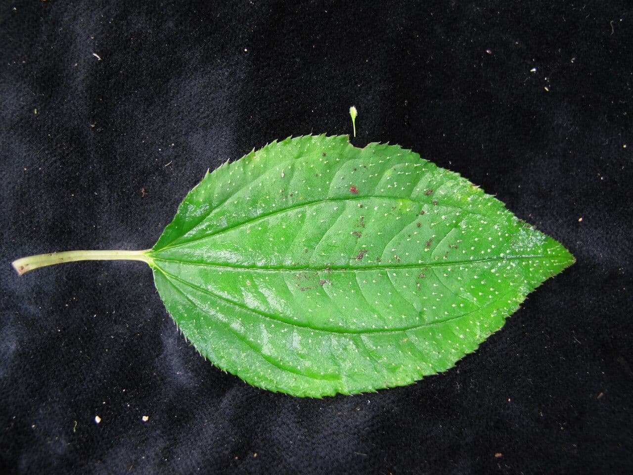 Sarcopyramis 3