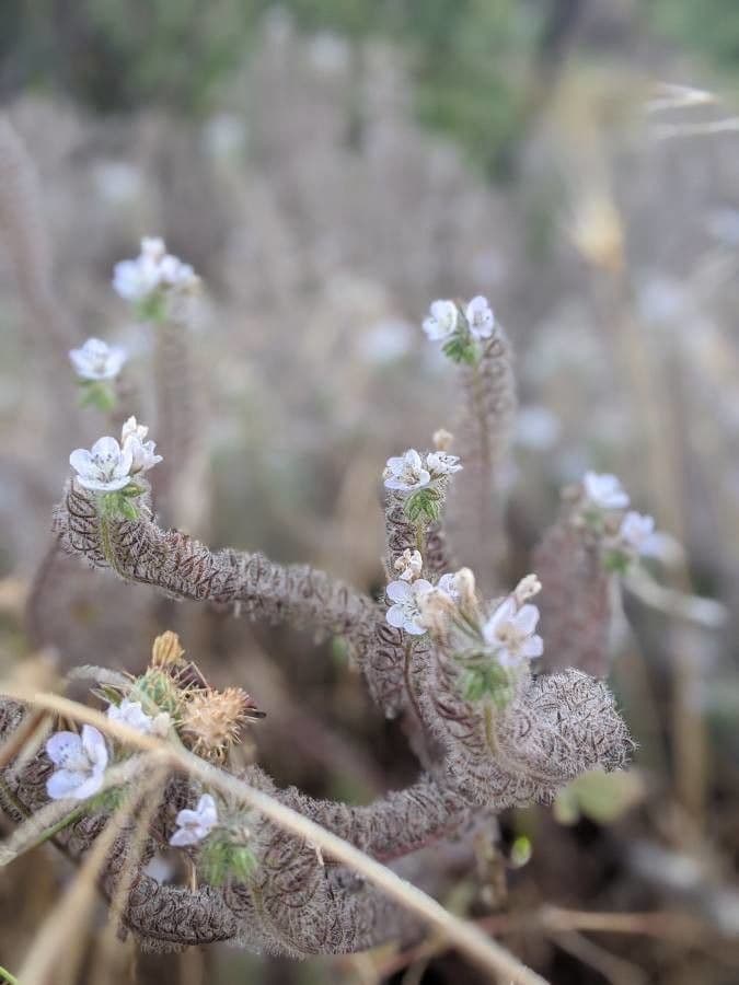 Phacelia cicutaria 4