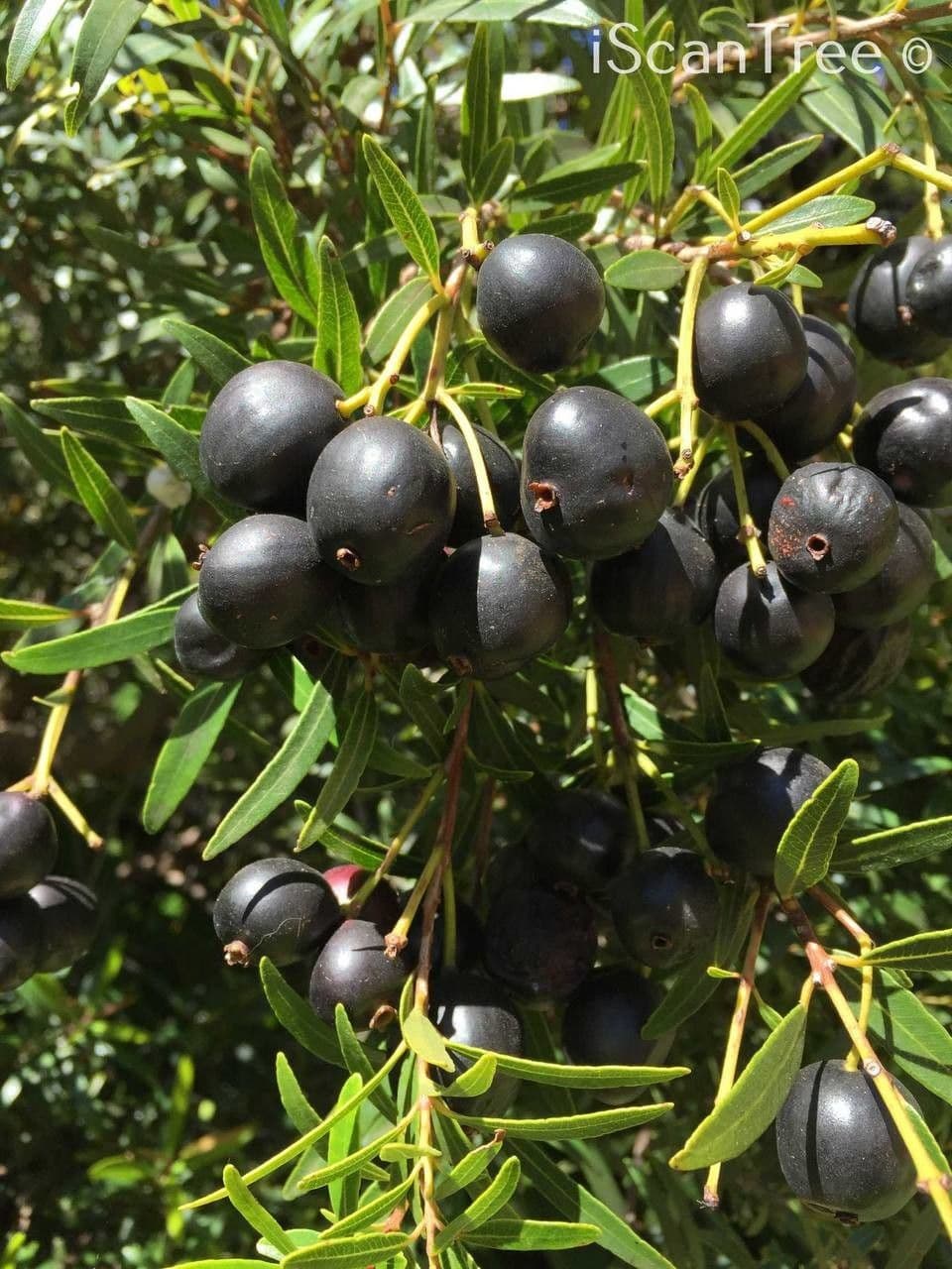 Sizigio