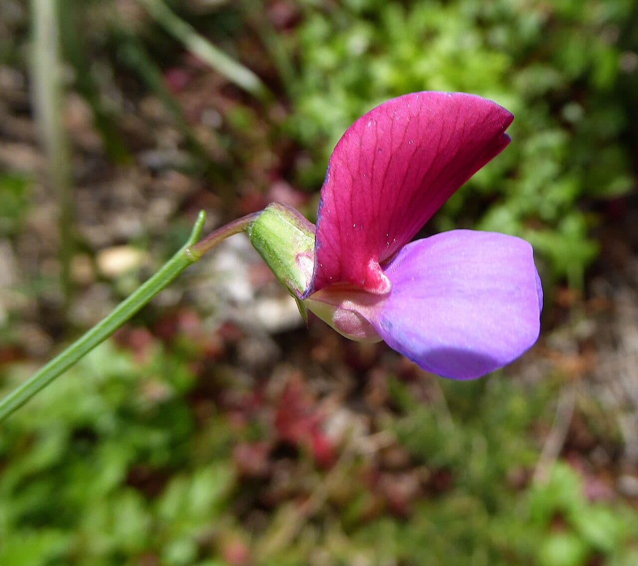 Cicerchia clymenum 6