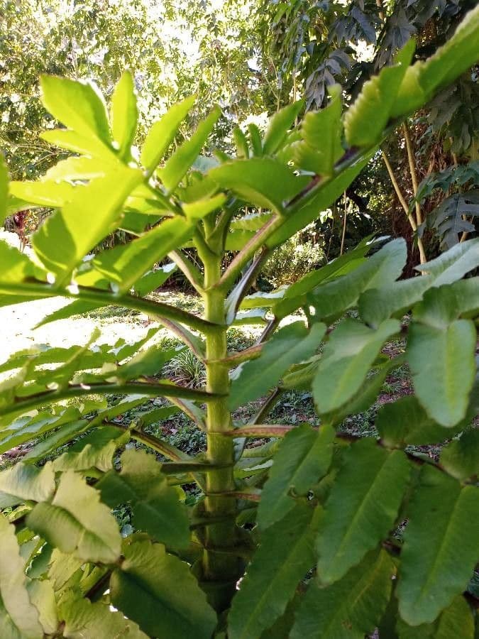 Melianthus maggiore 23