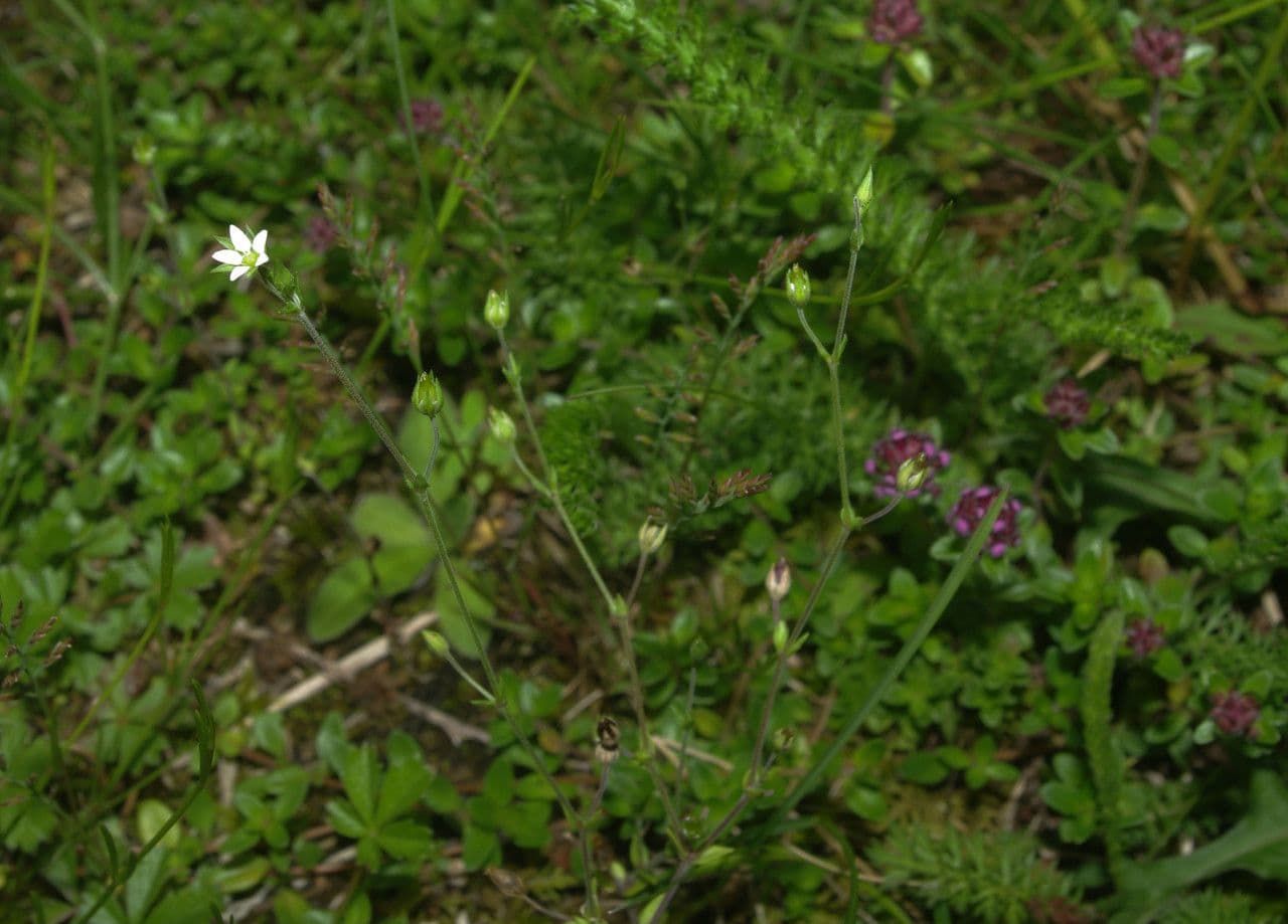 Minuartia setacea 11